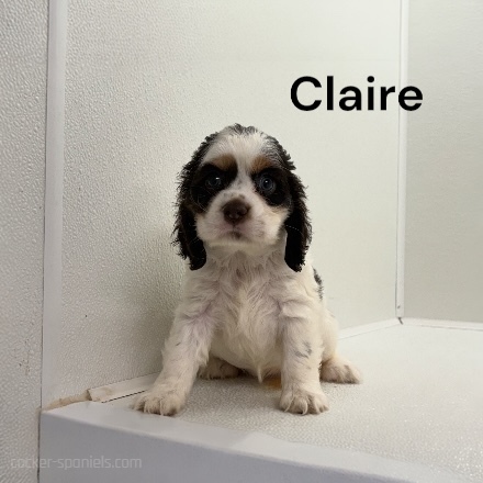 puppy, for, sale, Cocker Spaniel, Joe & Cherri  Overlease, dog, breeder, Miller, MO, dog-breeder, puppy-for-sale, forsale, nearby, find, puppyfind, locator, puppylocator, aca